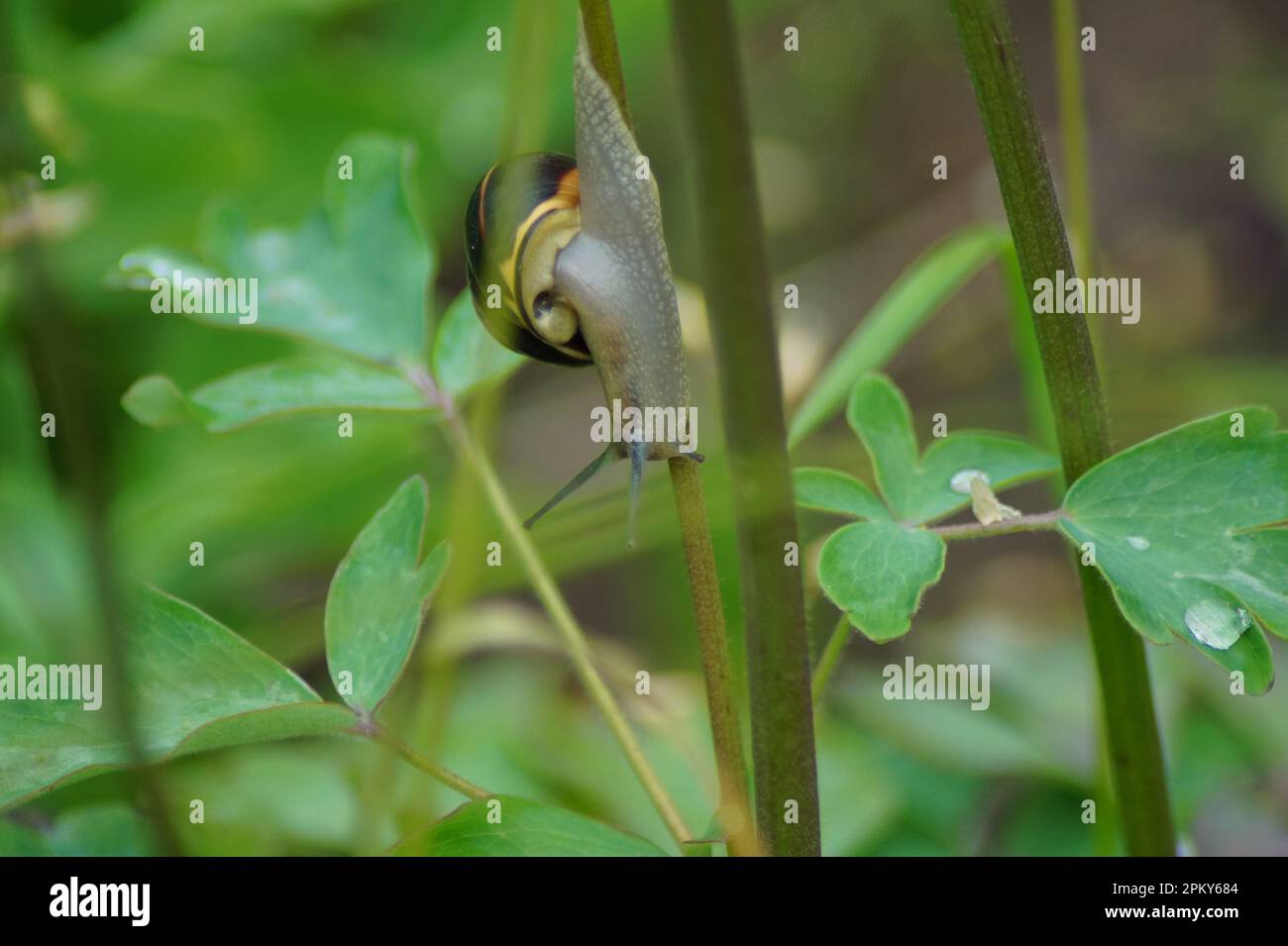 a banded snail on a plant stem Stock Photo
