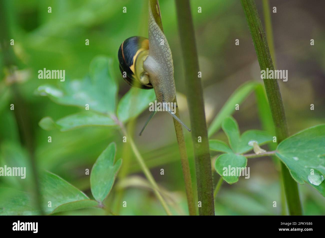 Cepaea snail on a herbaceous stalk Stock Photo