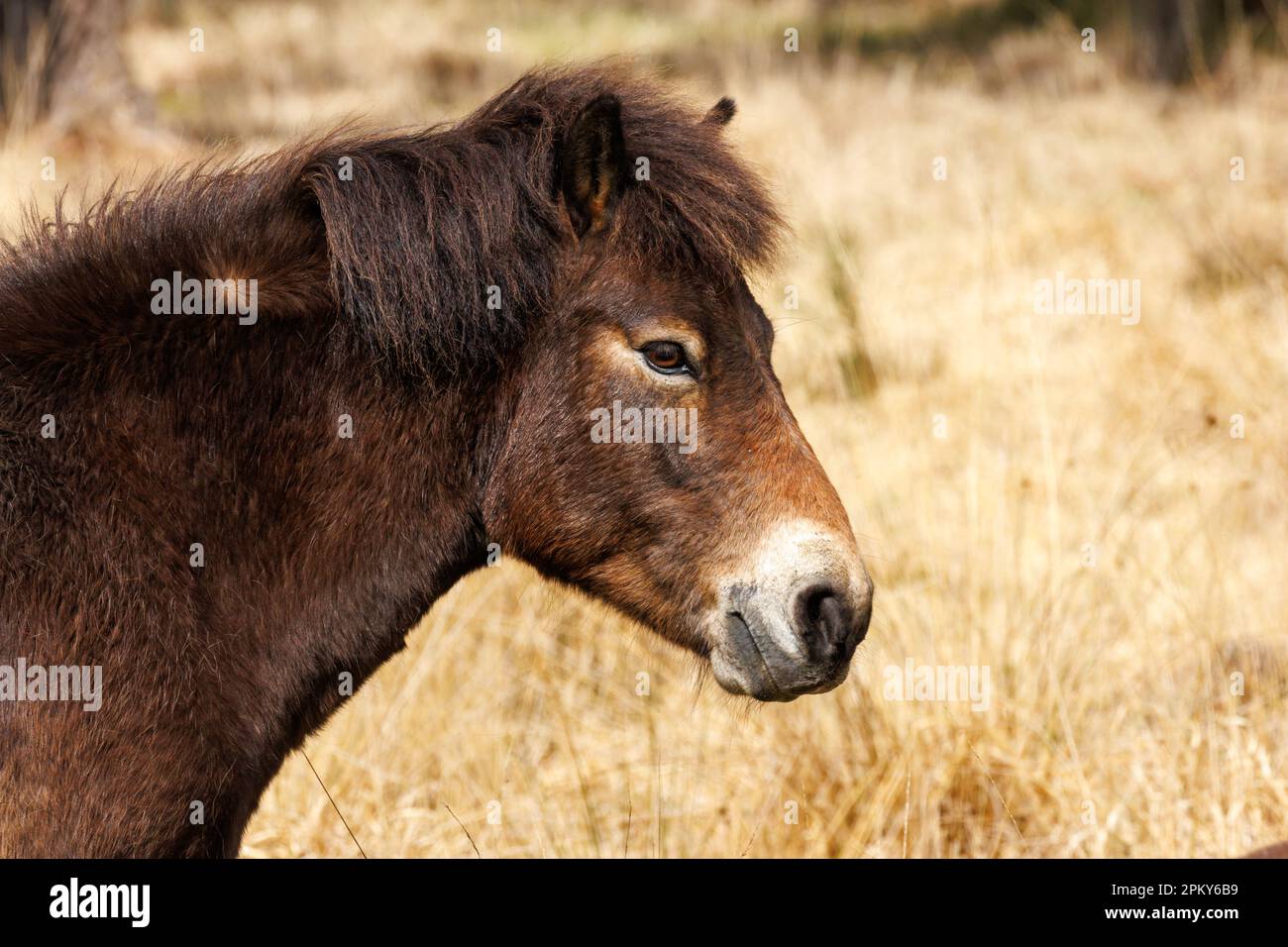 Exmoor pony, Sussex, UK Stock Photo