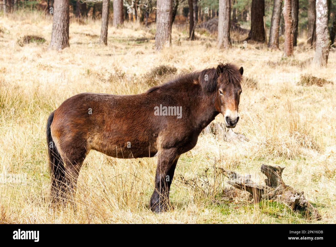 Exmoor pony, Sussex, UK Stock Photo
