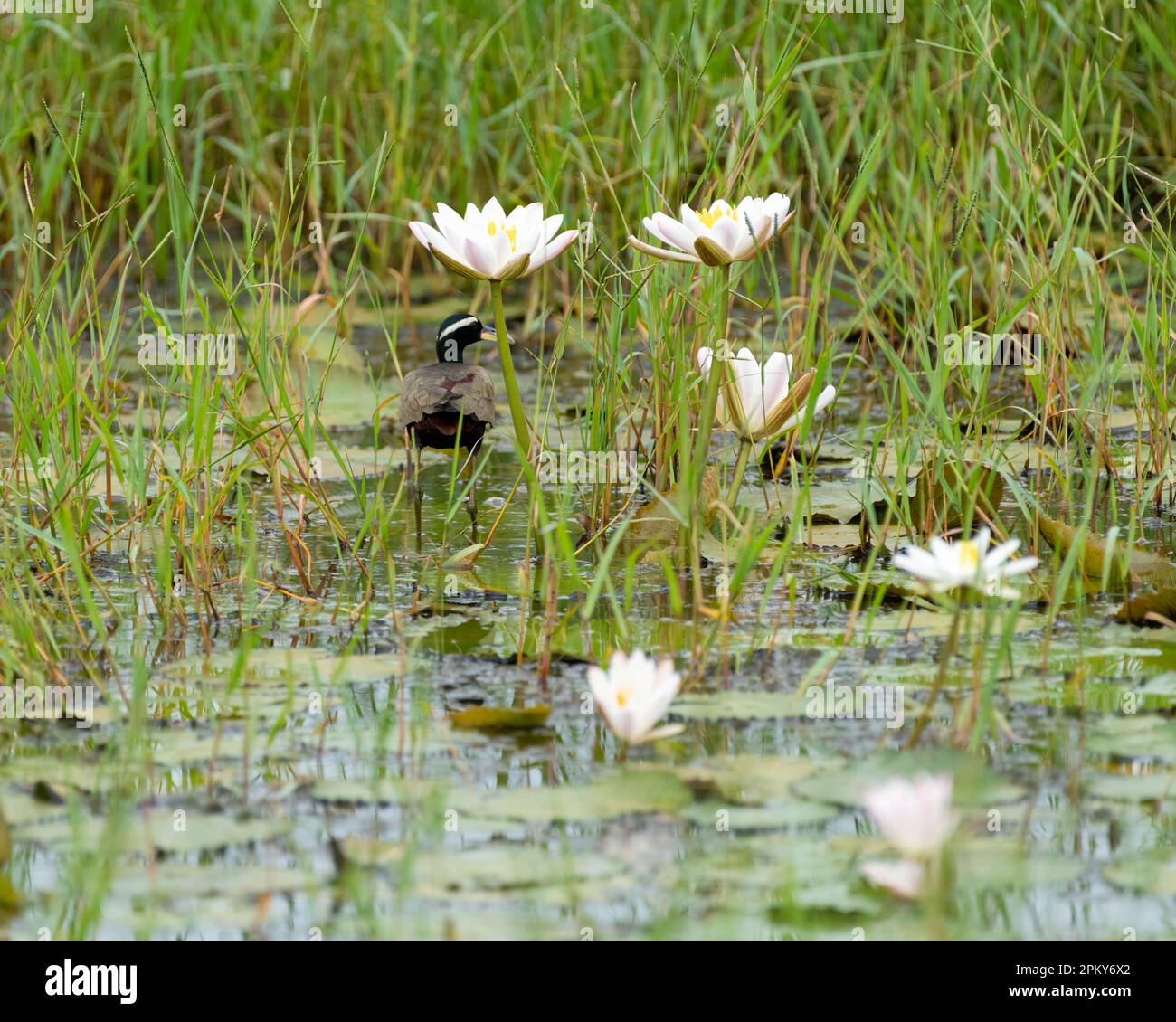 a bronze-winged jacana (Metopidius indicus), walking on aquatic vegetation in a lily pond in the wild. Stock Photo