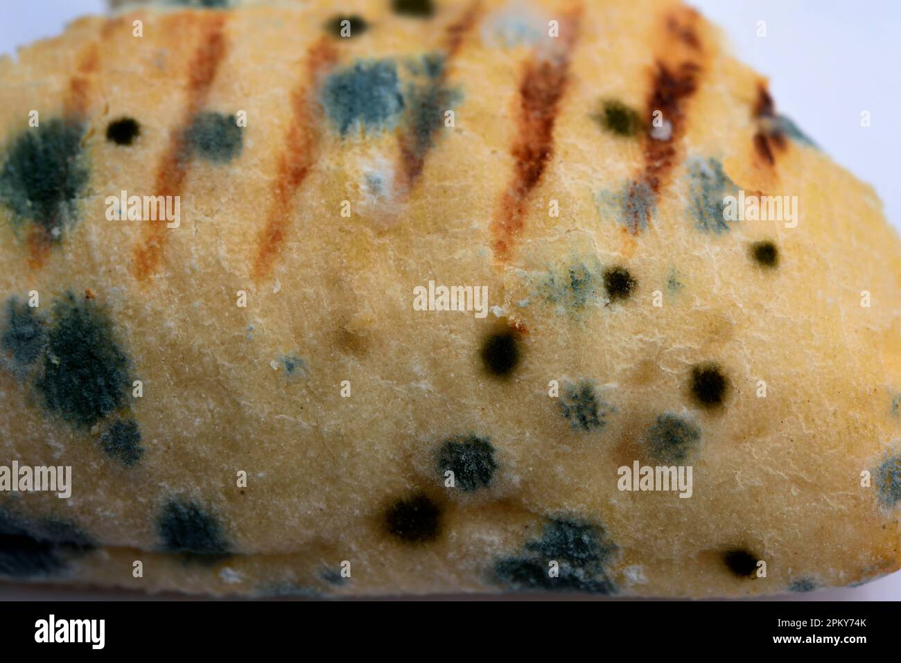 Bread mold Stock Photo