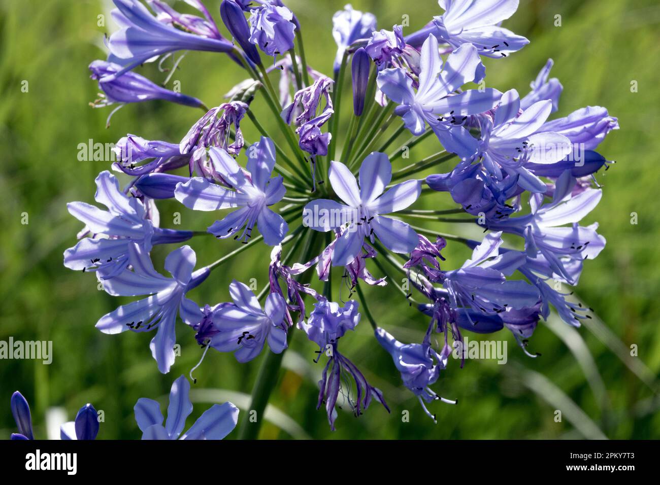 African Blue Lily, Agapanthus africanus flower Stock Photo
