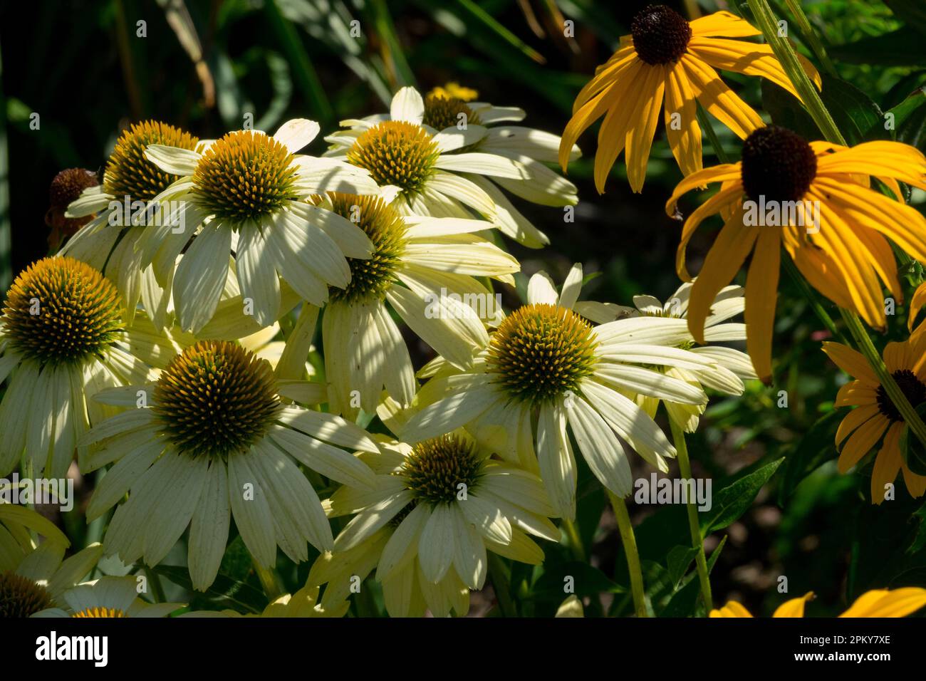 White yellow-cream blooms Echinacea 'Mellow Yellows', Rudbeckia, Echinacea purpurea, Coneflower, Echinacea, Flowers, Echinaceas, Rudbeckias Stock Photo