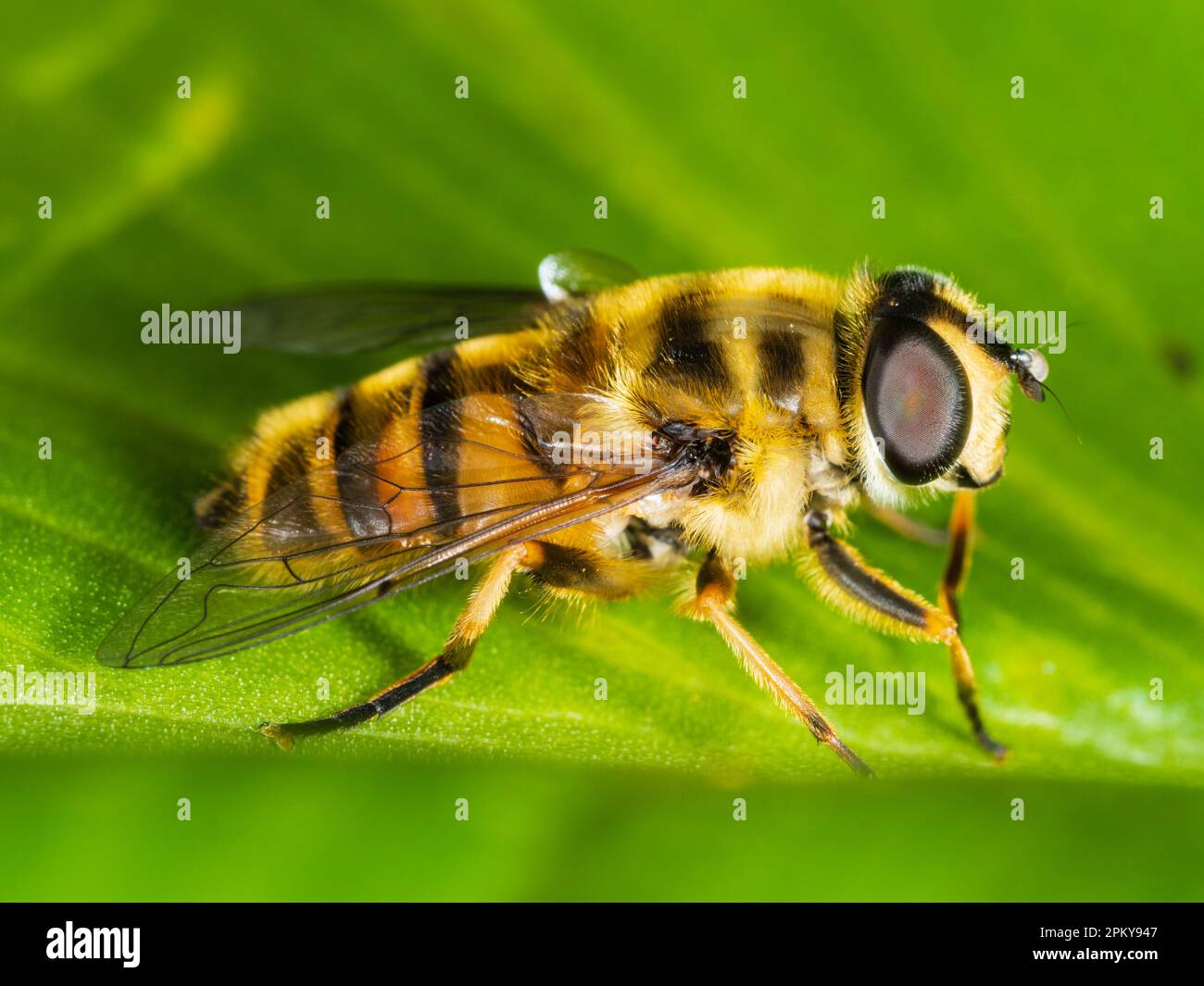 Adult female hoverfly, Myathropa florea, a UK native and garden visitor Stock Photo