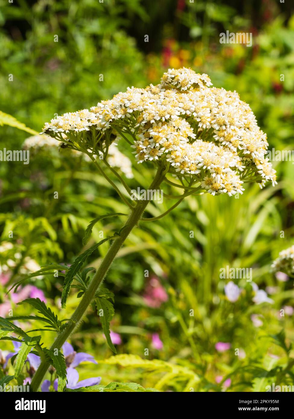 Summer blooming heads of the tall hardy perennial tansy, Tanacetum macrophyllum Stock Photo