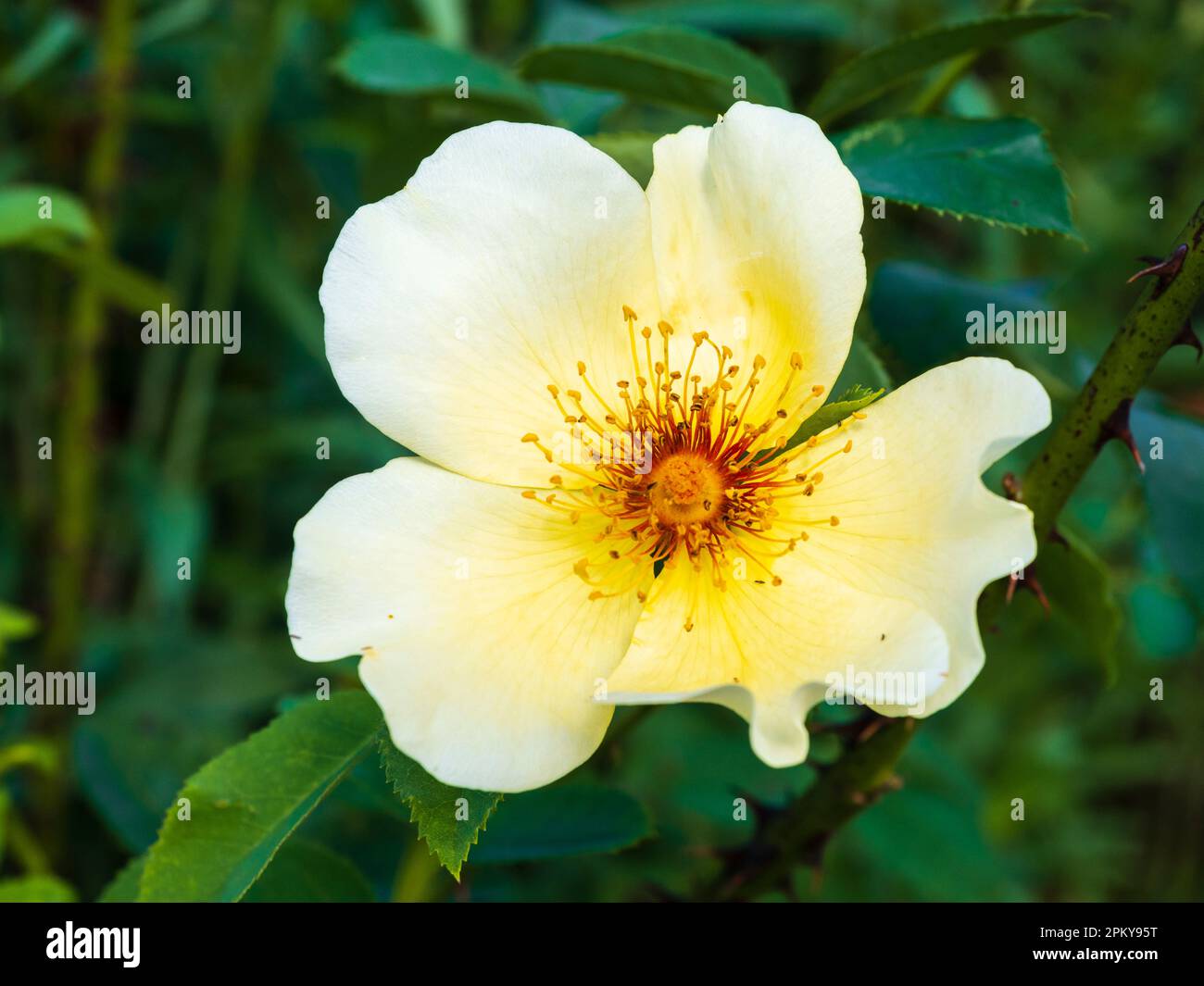 Yellow and white fragrant flower of the hardy single shrub rose, Rosa 'Golden Wings' Stock Photo