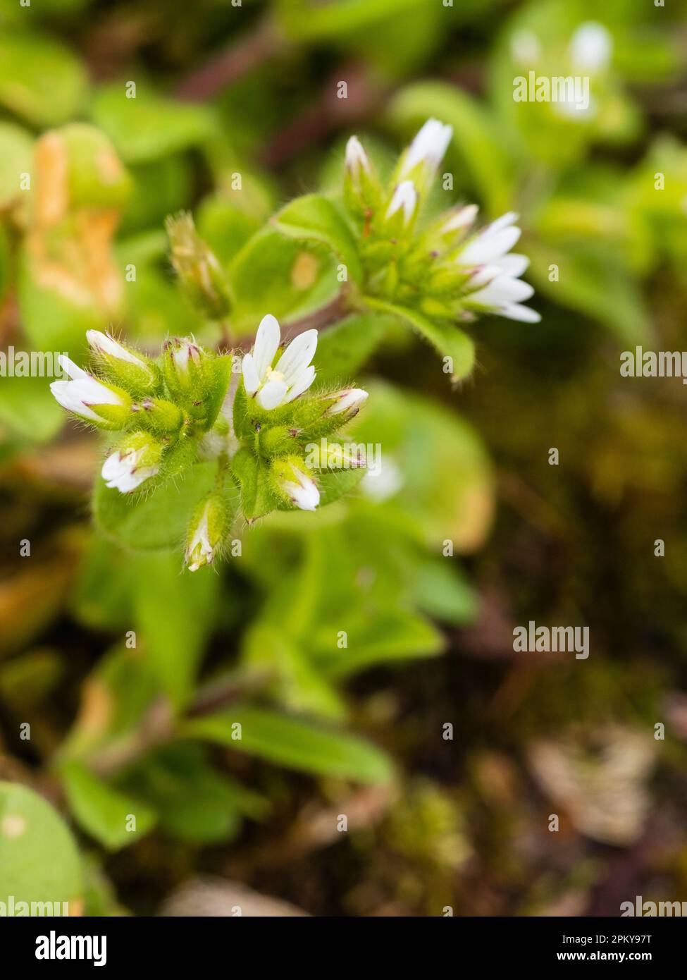 Flower heads and white blooms of the hardy annual UK wildflower and garden weed, Cerastium glomeratum, sticky mouse-ear Stock Photo