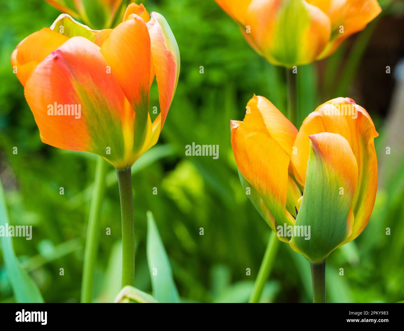 Green flashed orange to red shaded spring flowering viridiflora tulip, Tulipa 'Orange Marmalade' Stock Photo