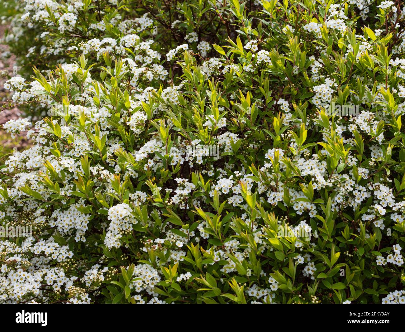 Dense clusters of white spring flowers of the hardy garden shrub, Spiraea nipponica 'Snowmound' Stock Photo