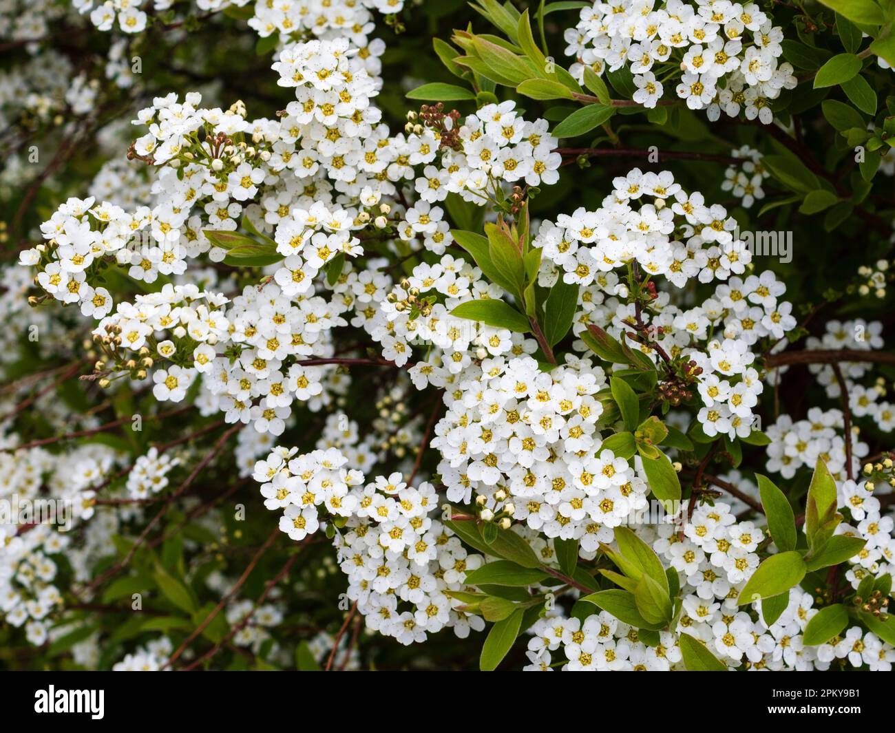 Tiny white flowers in cluster hi-res stock photography and images - Alamy