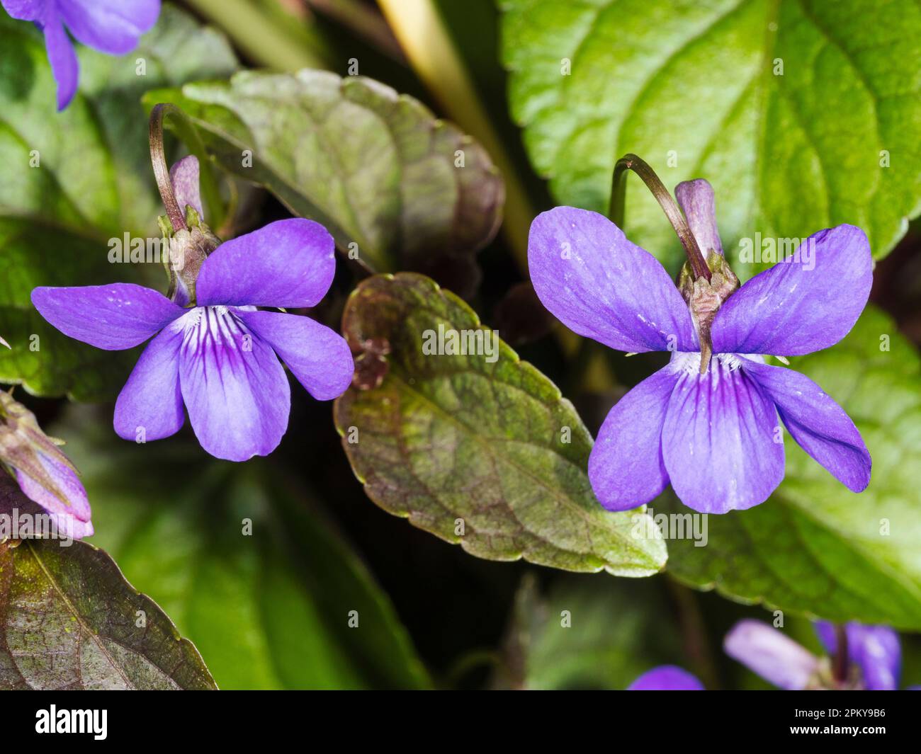 Dark foliage and flowers of the self seeding, hardy, spring flowering violet, Viola riviniana (Purpurea Group) Stock Photo