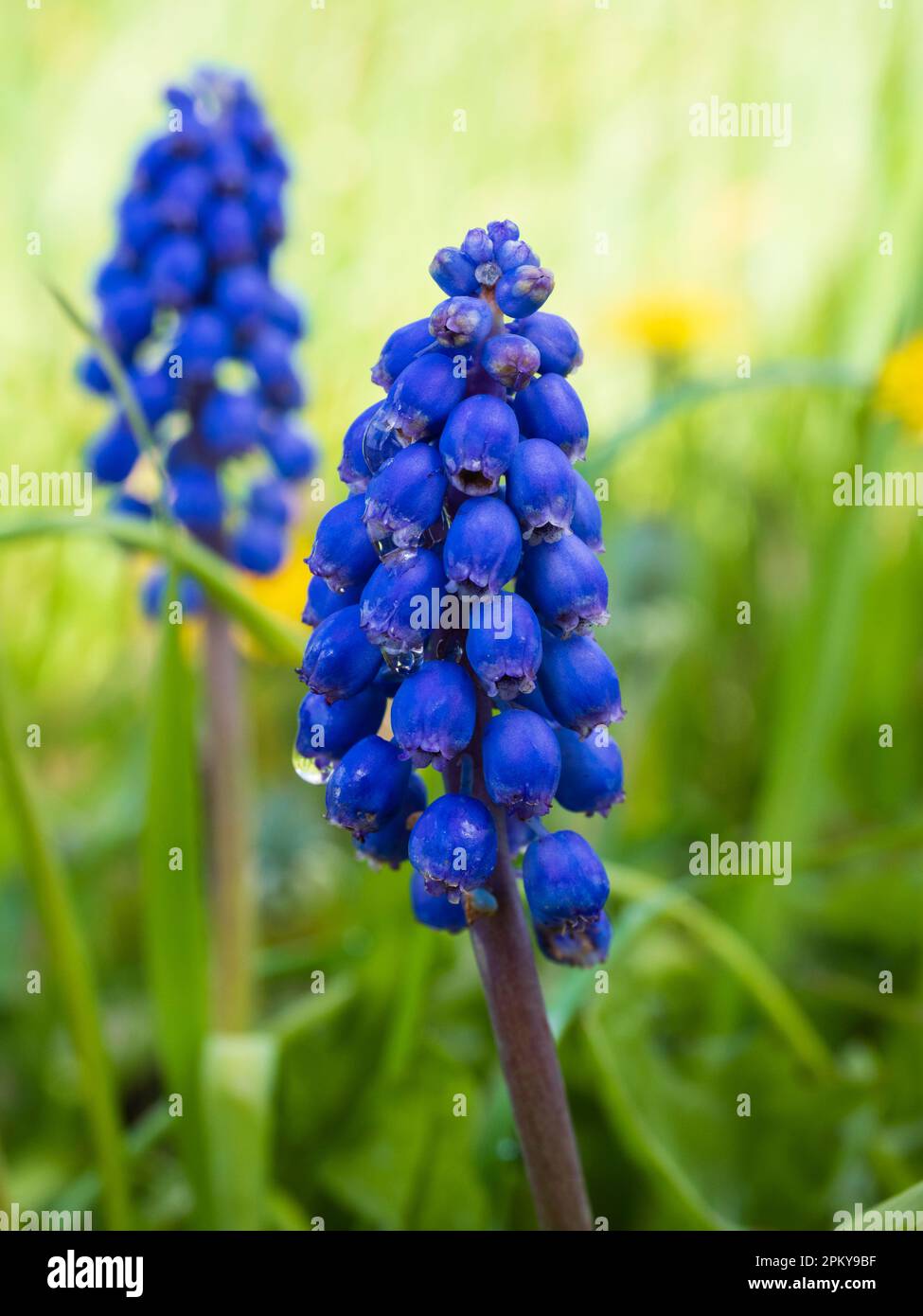 Naturalised blue spring flowering spike of a grape hyacinth bulb