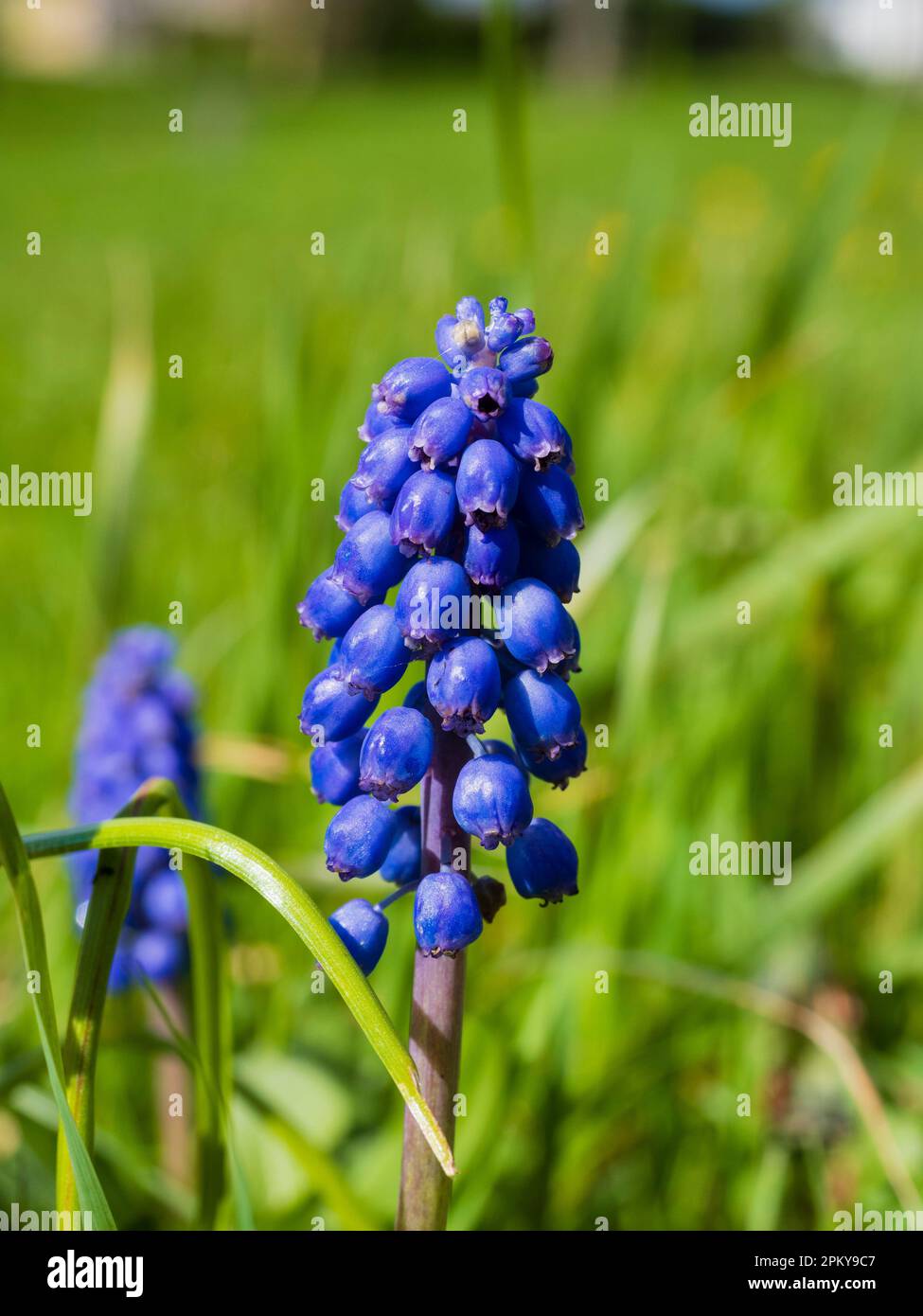 Naturalised blue spring flowering spike of a grape hyacinth bulb, Muscari armenaicum, in a UK meadow Stock Photo
