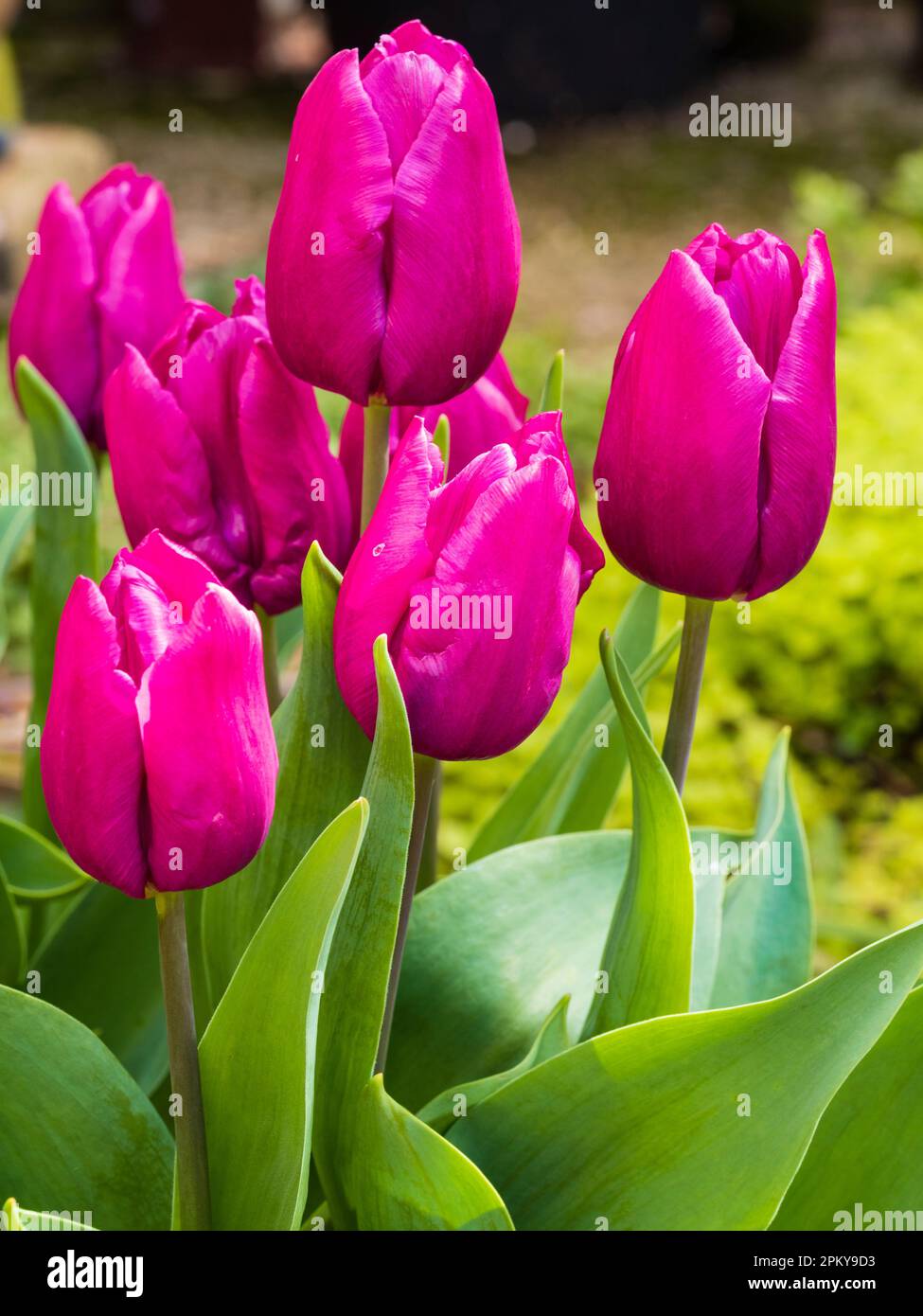 Deep pink flowers of the spring blooming hardy Triumph tulip, Tulipa 'Blue Beauty' Stock Photo