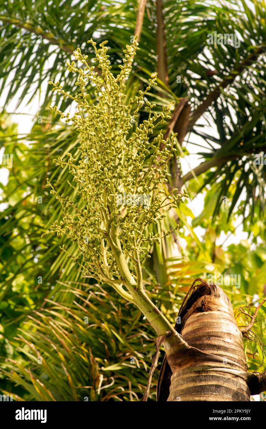 Areca nut palm fruits, Betel Nuts, Betel palm (Areca catechu) hanging on its tree Stock Photo