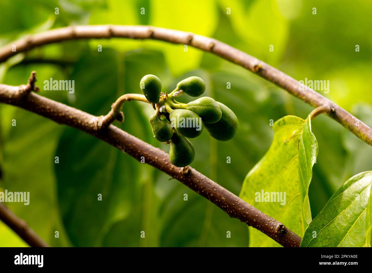 Cananga odorata seeds, known as the cananga, selected focus Stock Photo