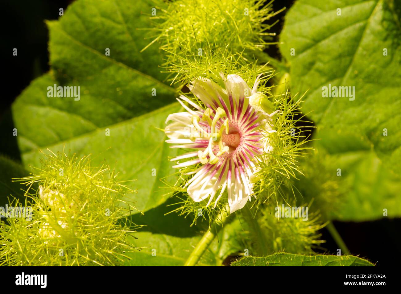 Rambusa, markisa mini (Passiflora foetida) flower blooming, passion flower, in shallow focus