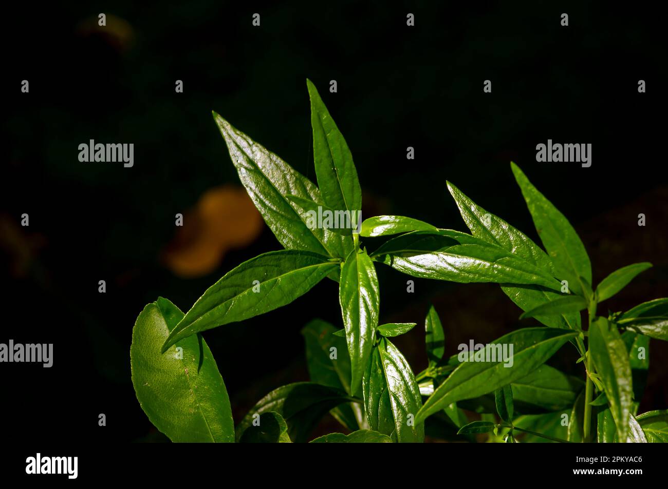 Sambiloto (Andrographis paniculata), King of bitters, a herbal plant grows and easy to find in Indonesia Stock Photo