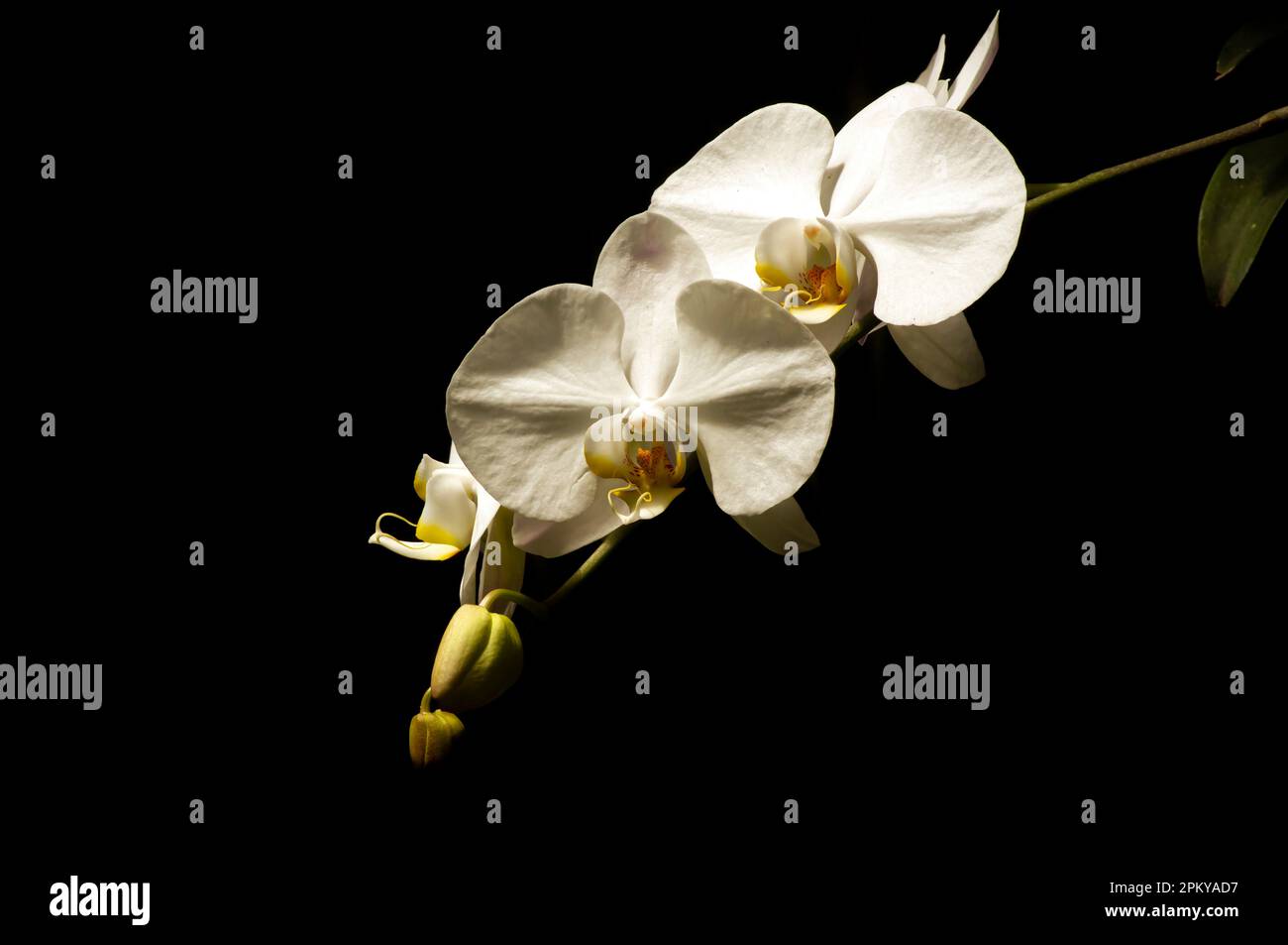 Close up of white Moth orchid (Phalaenopsis amabilis), commonly known