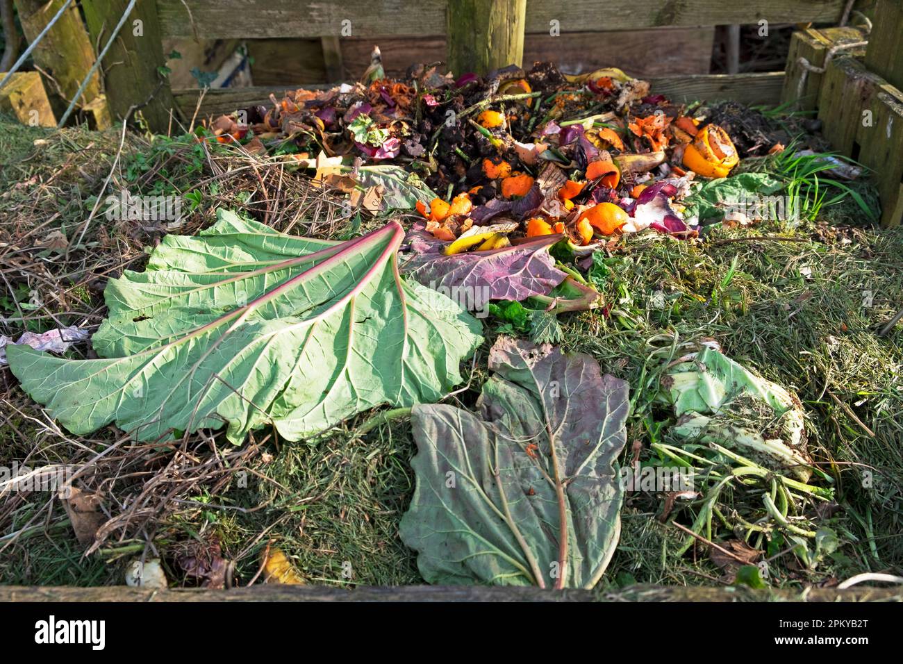 Rhubarb leaves, grass clippings and kitchen waste on compost heap pile