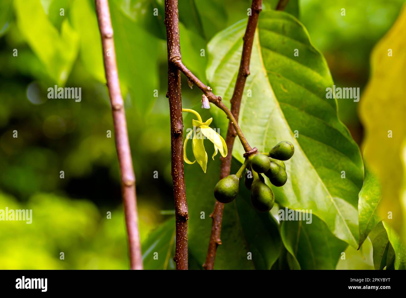 Cananga odorata flowers and seeds, known as the cananga, selected focus Stock Photo