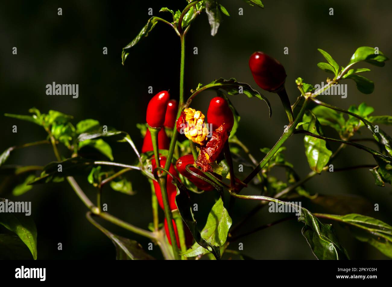 Close up of small red hot chili peppers (Capsicum frutescens Stock ...