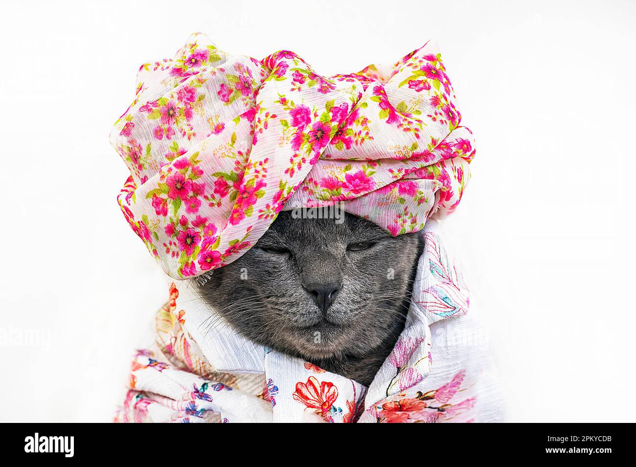 beautiful gray sleeping cat in a flower turban and jacket on a light background Stock Photo