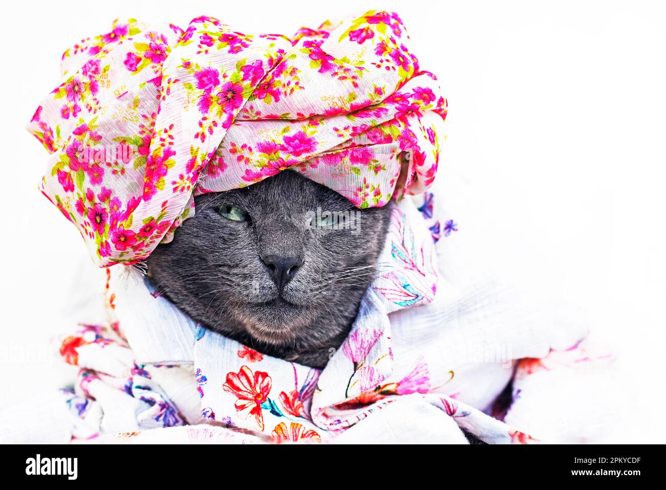 beautiful gray cat in a flower turban and jacket on a light background Stock Photo