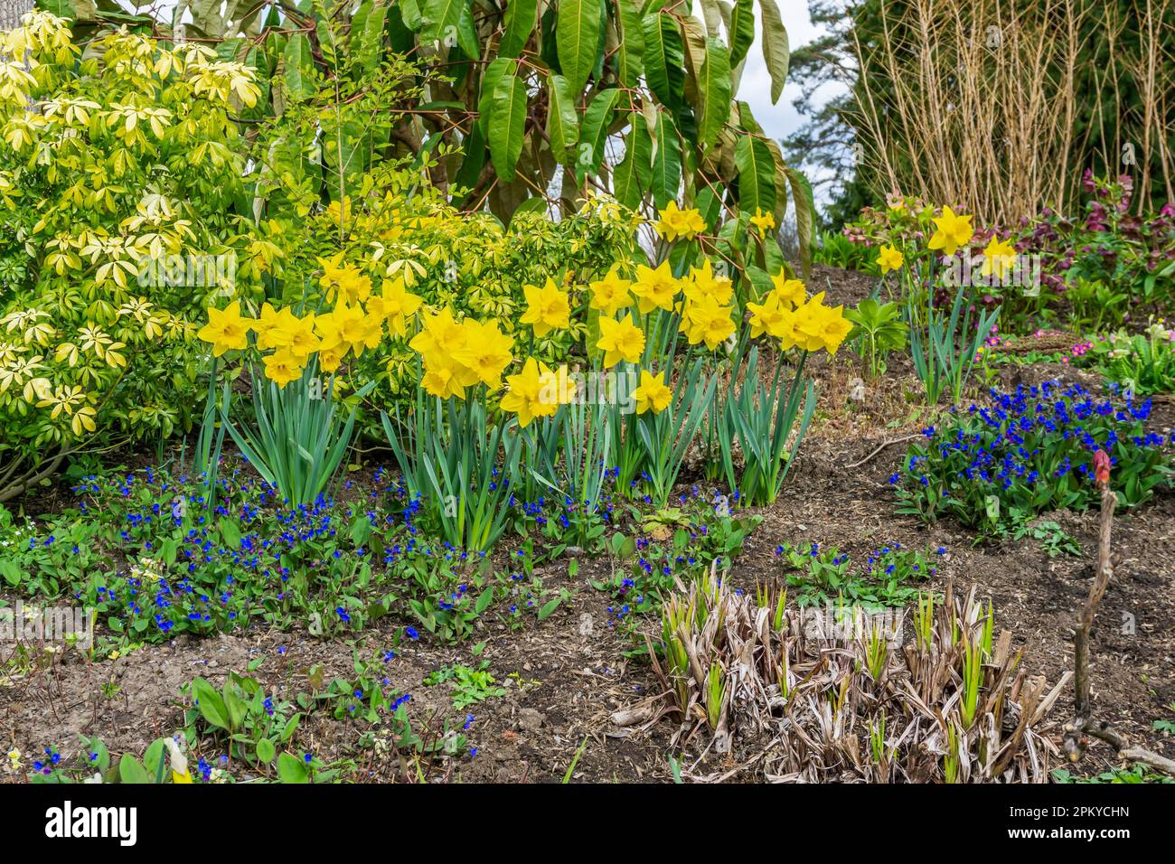 Daffodils in bloom in a garden plot at Bellevue Botanical Garden in