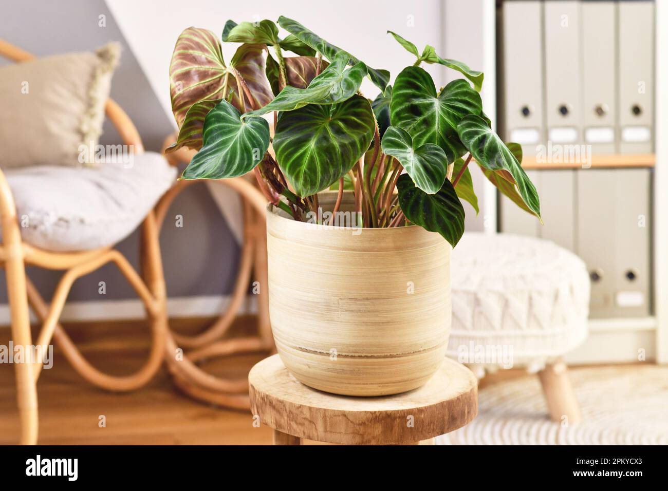 Topical 'Philodendron Verrucosum' houseplant with dark green veined velvety leaves in flower pot Stock Photo