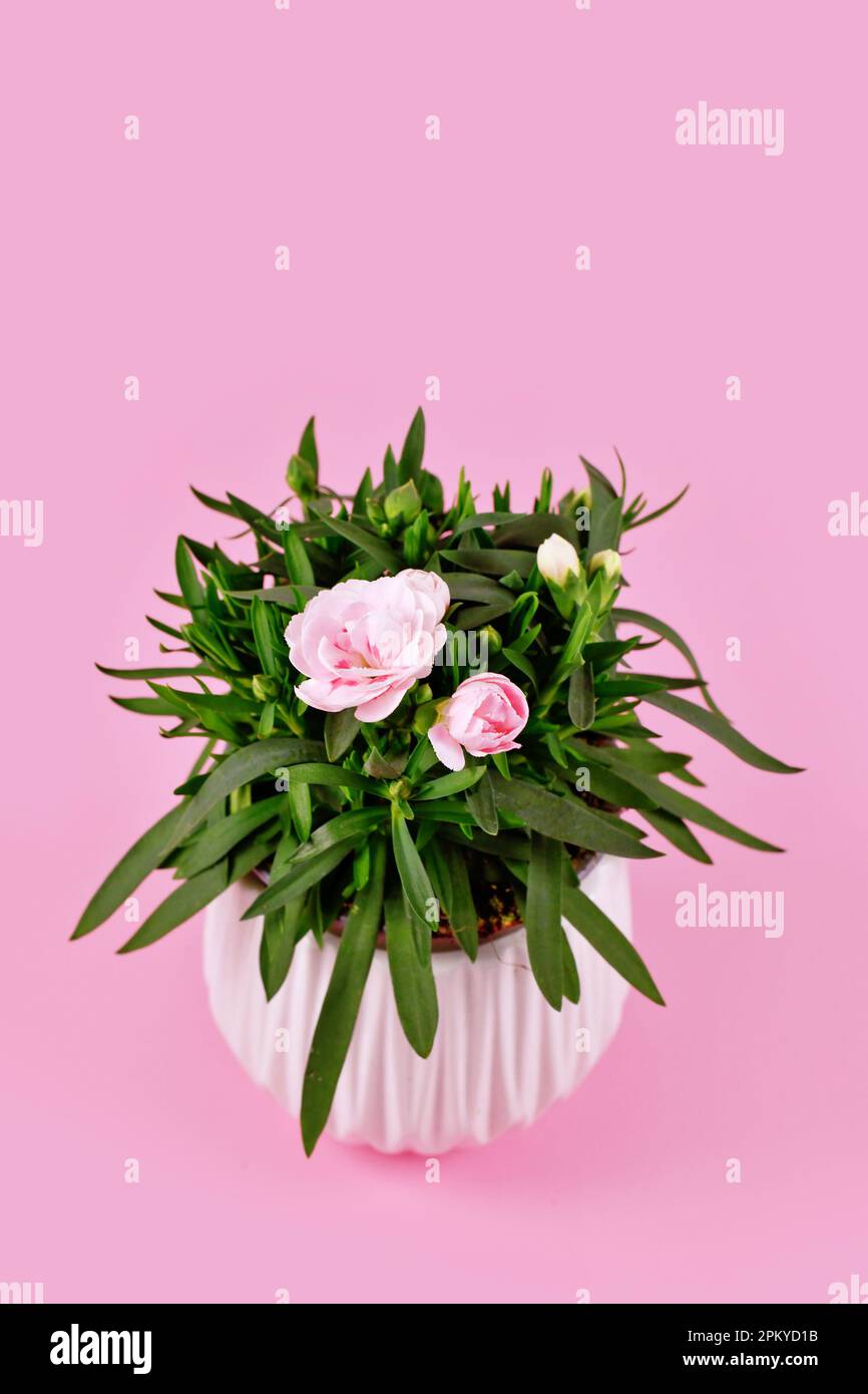 Dianthus plant with pink flowers in pot on pink background with copy space Stock Photo