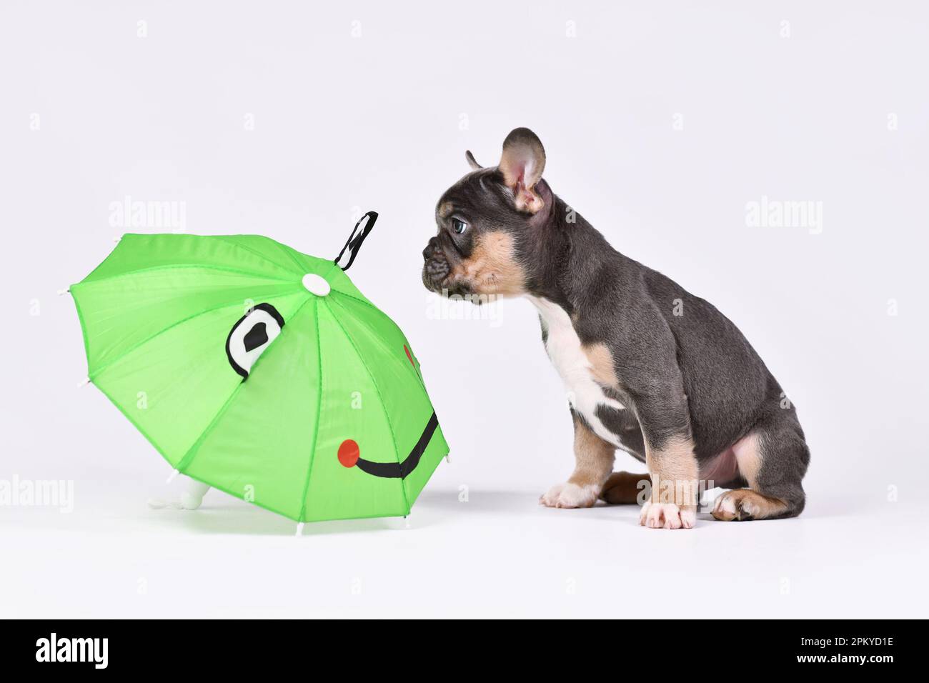 Blue Tan French Bulldog dog puppy with funny frog umbrella Stock Photo
