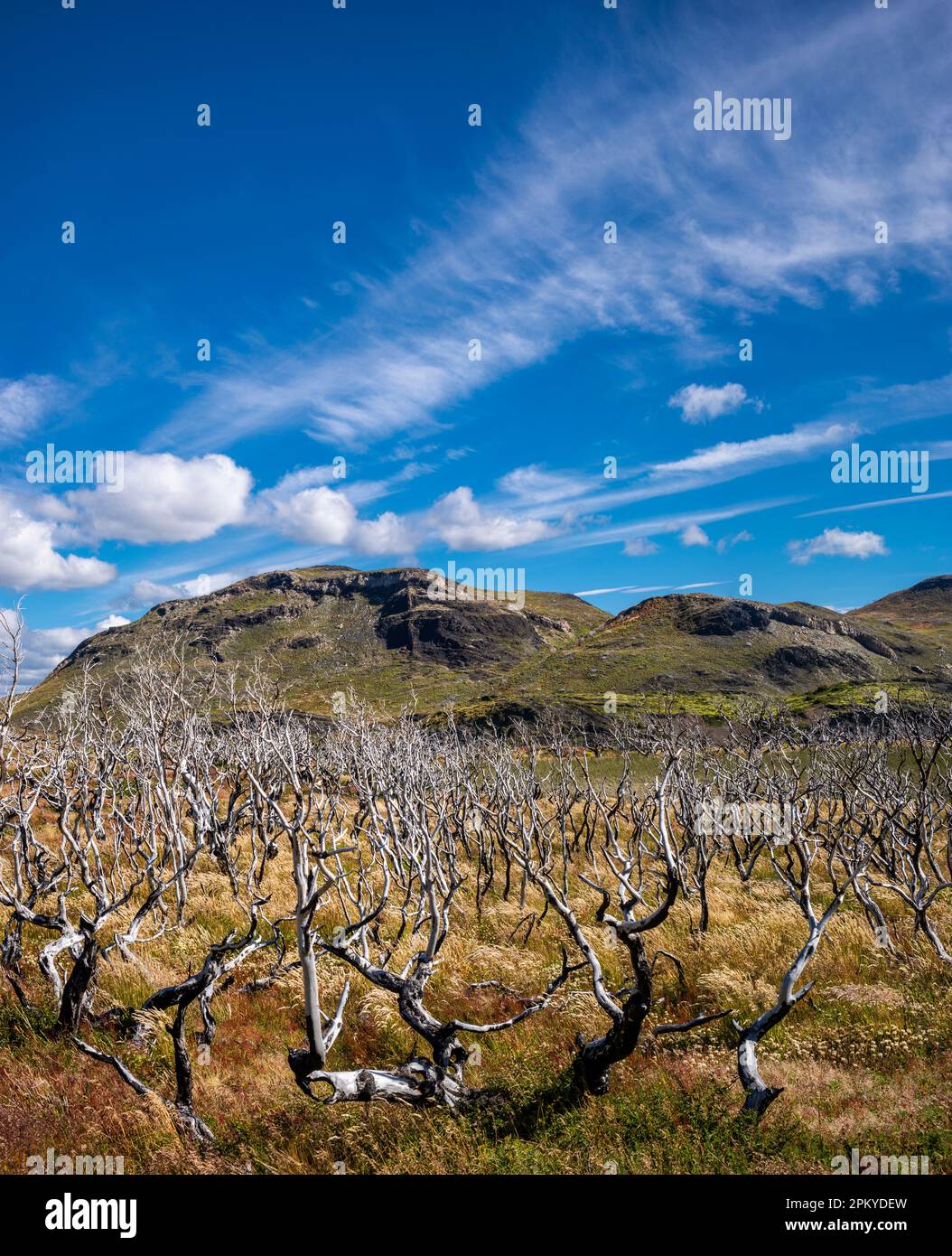 Wildfires in Chile, image size:1054x1390