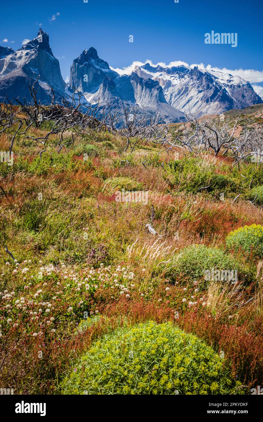 Summer in the Torres del Paine national park, patagonia, Chile. Stock Photo