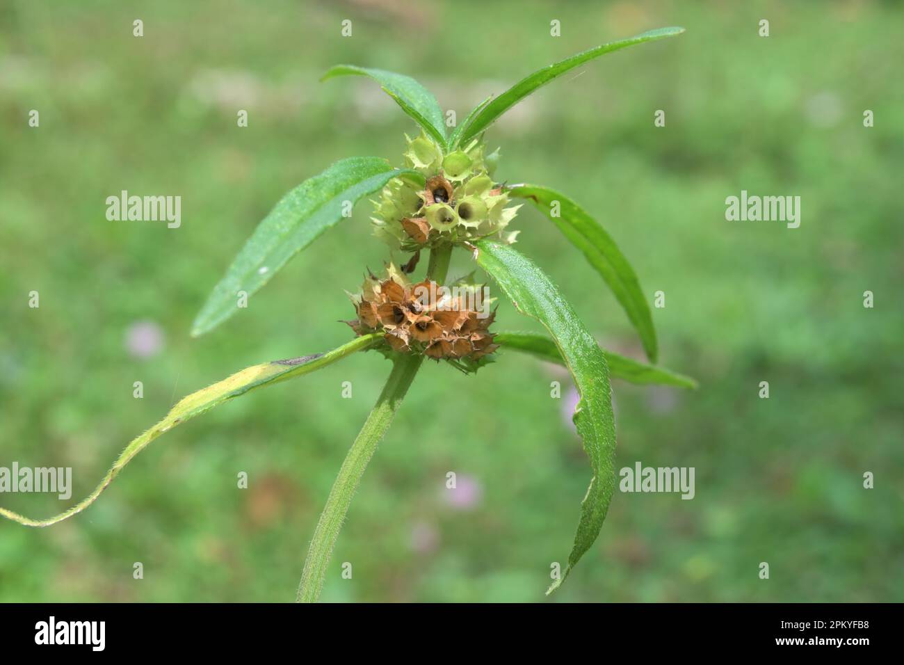 Close up of dried out and still green seed clusters of a Ceylon slitwort (Leucas Zeylanica) plant. Stock Photo