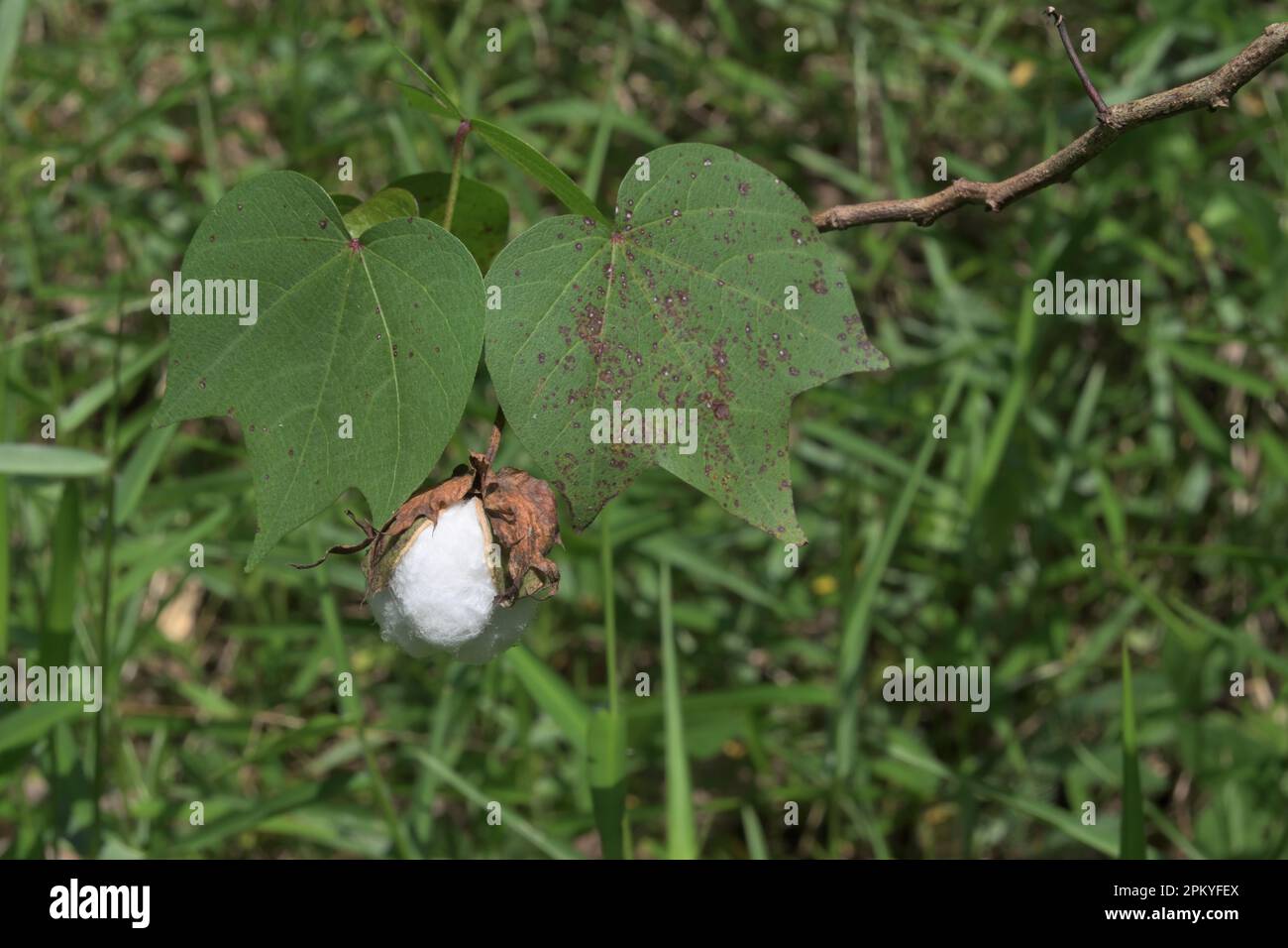 A dry white seed capsule of tree cotton plant (Gossypium Arboreum) with the two leaves Stock Photo