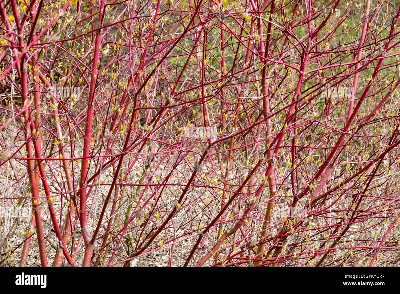 Dogwood, Cornus stolonifera 'Hedgerows Gold', Cornus alba, Cornus sericea, Red Twig Dogwood, Branches Winter Stock Photo