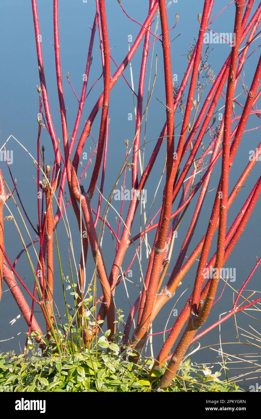 Red Twig Dogwood, Red Osier Dogwood, Branches, Cornus alba 'Hedgerows Gold' Leafless, Shrub, Winter Stock Photo