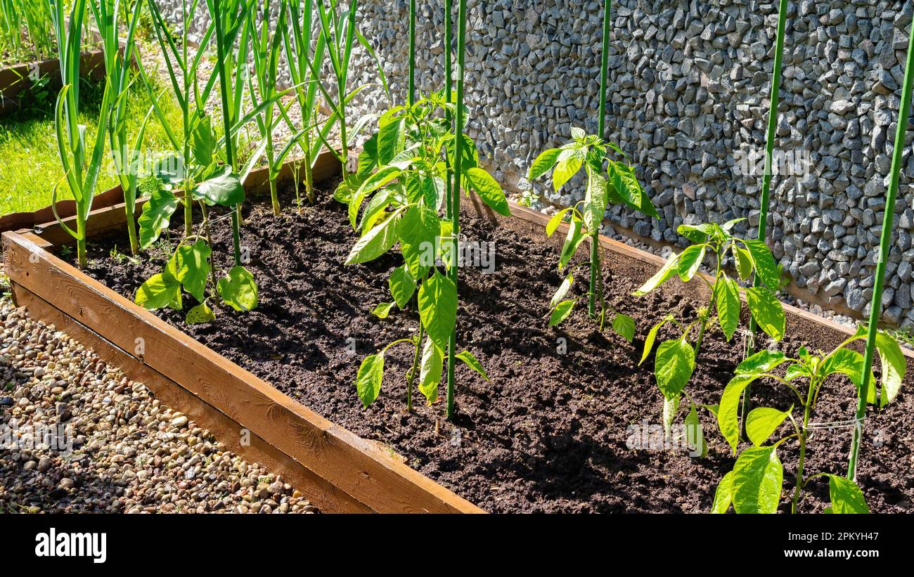 Young seedlings of bell pepper are planted in a wooden raised bed in