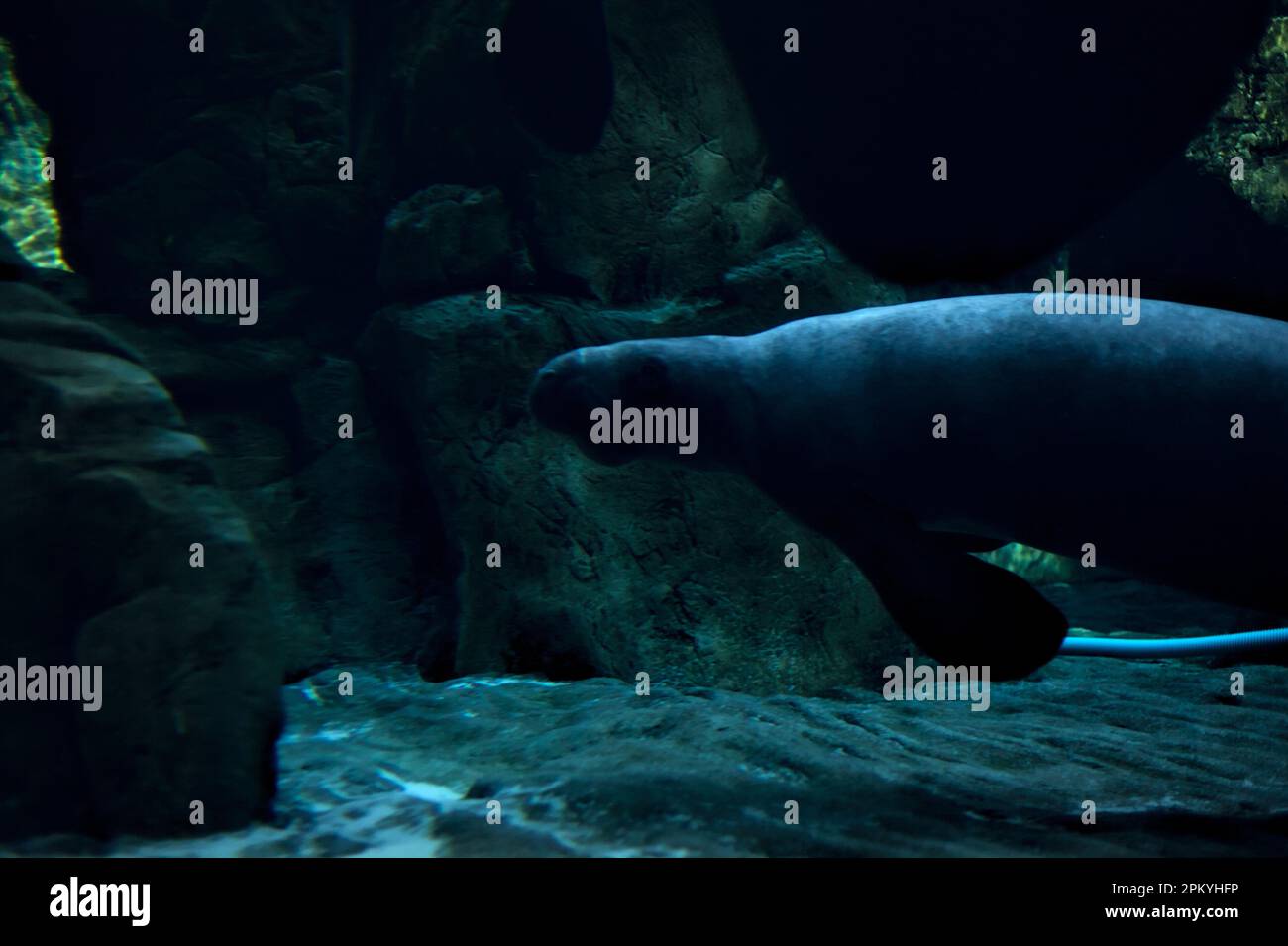 Manatees swimming in an aquarium Stock Photo - Alamy