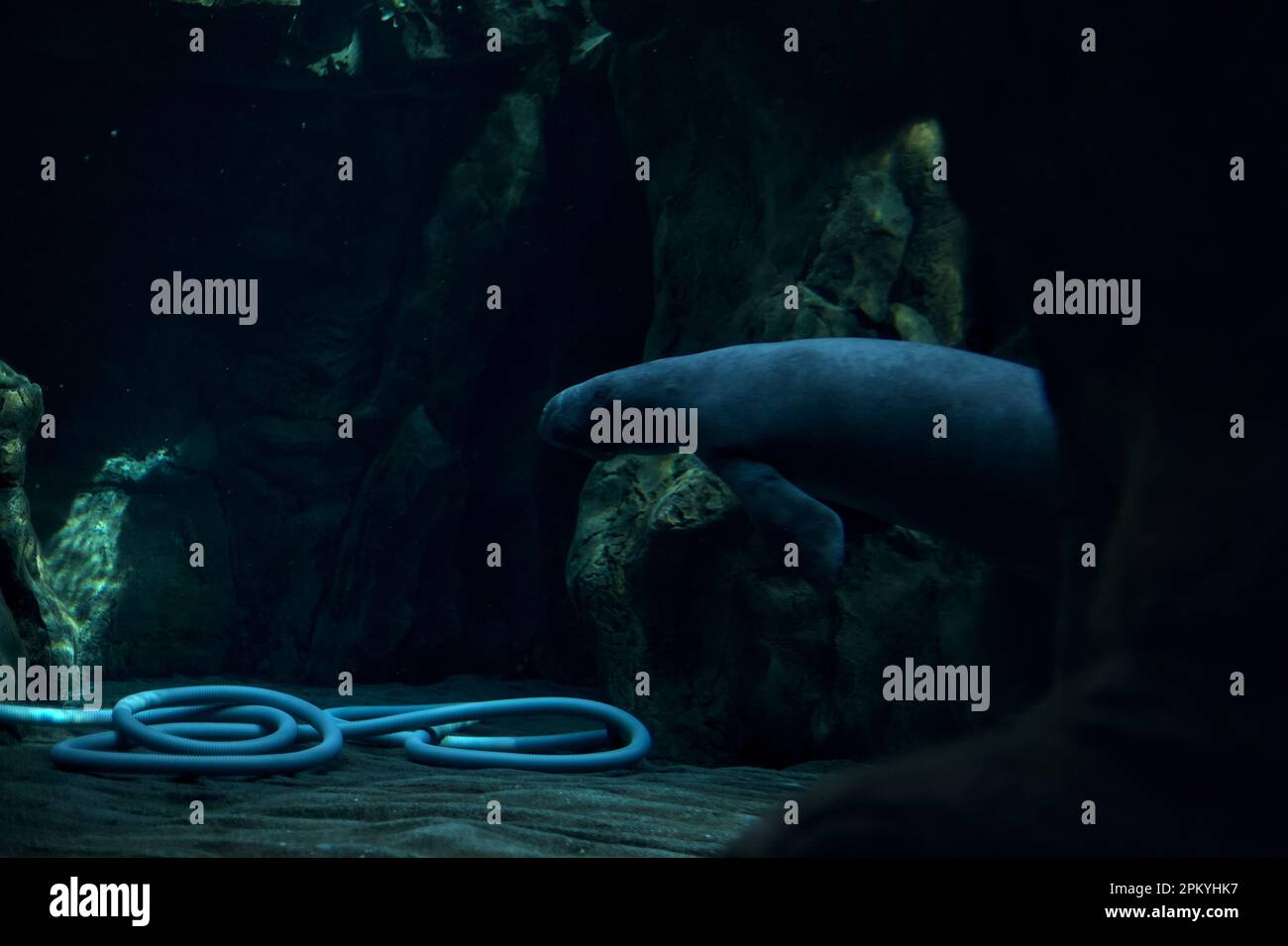 Manatees swimming in an aquarium Stock Photo - Alamy