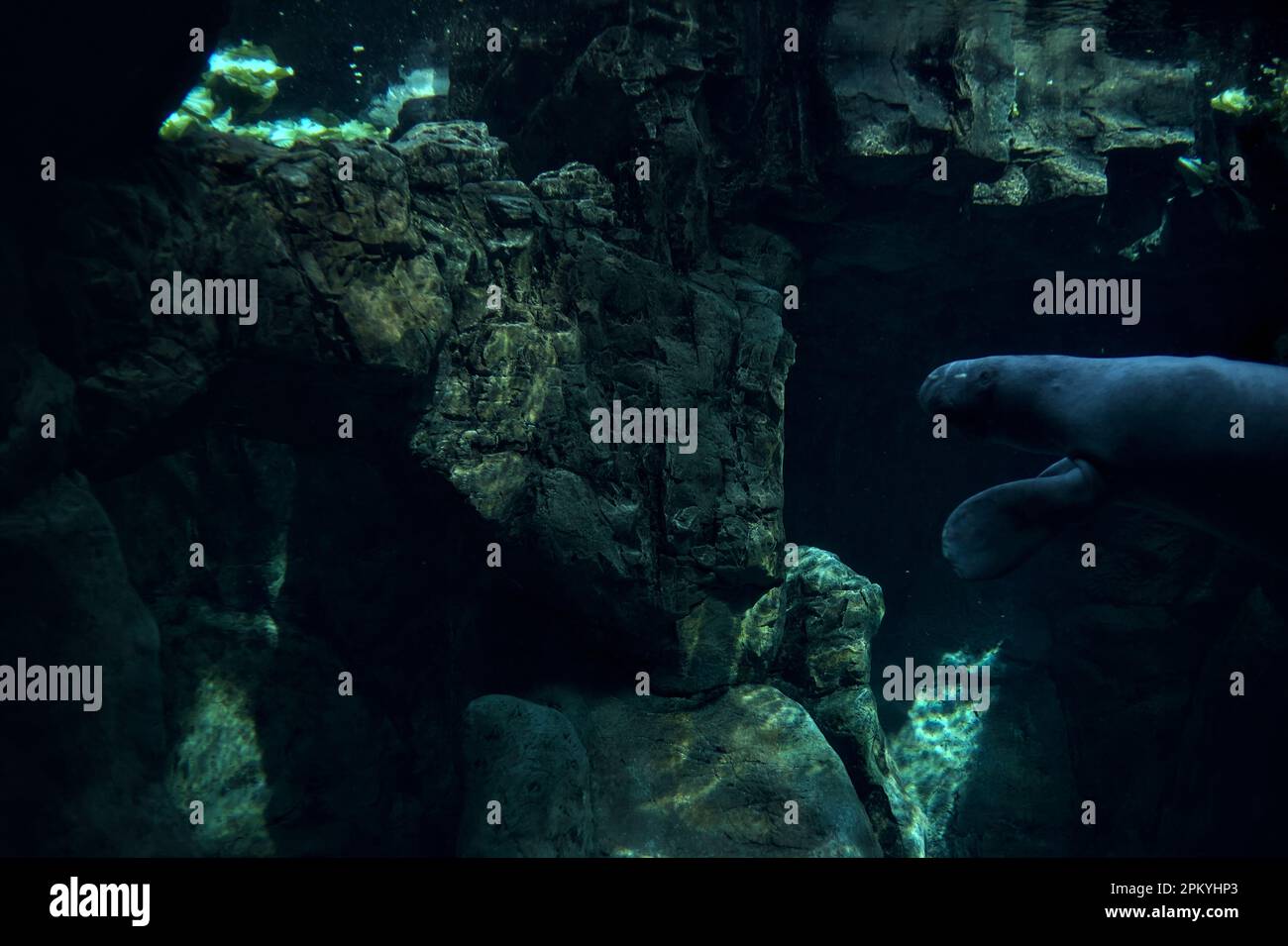 Manatees swimming in an aquarium Stock Photo - Alamy