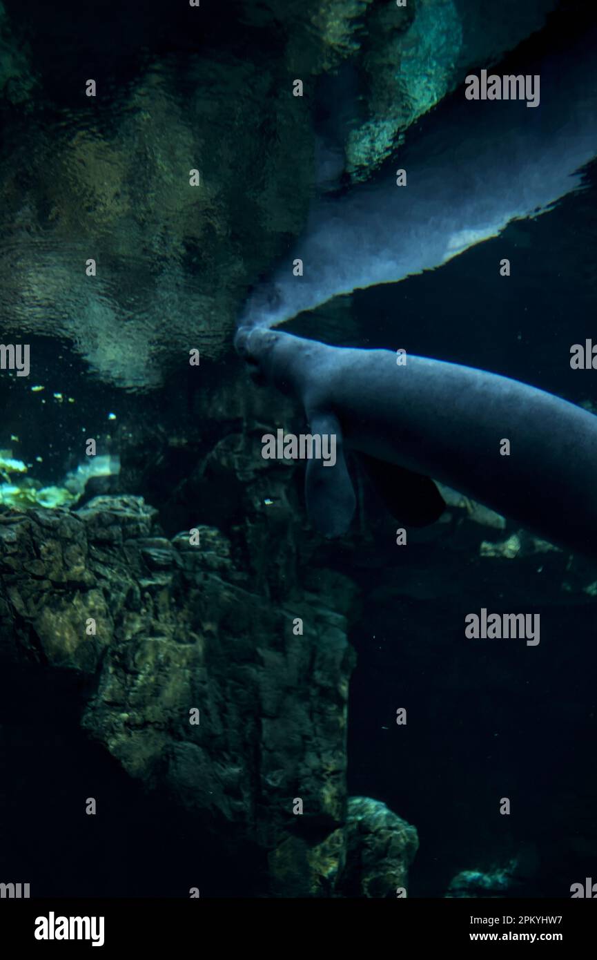Manatees swimming in an aquarium Stock Photo - Alamy