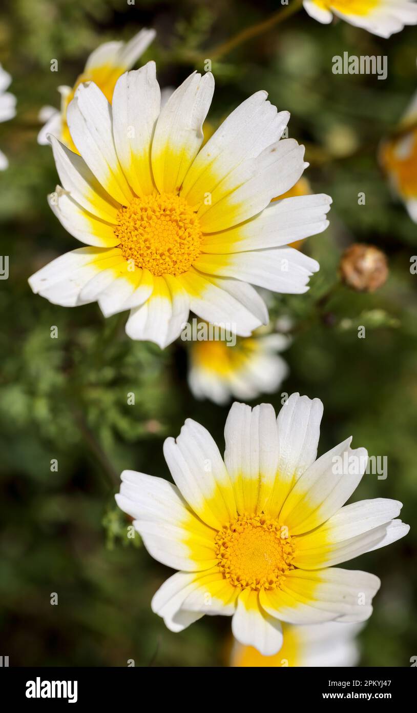 Crown daisies flowering Stock Photo