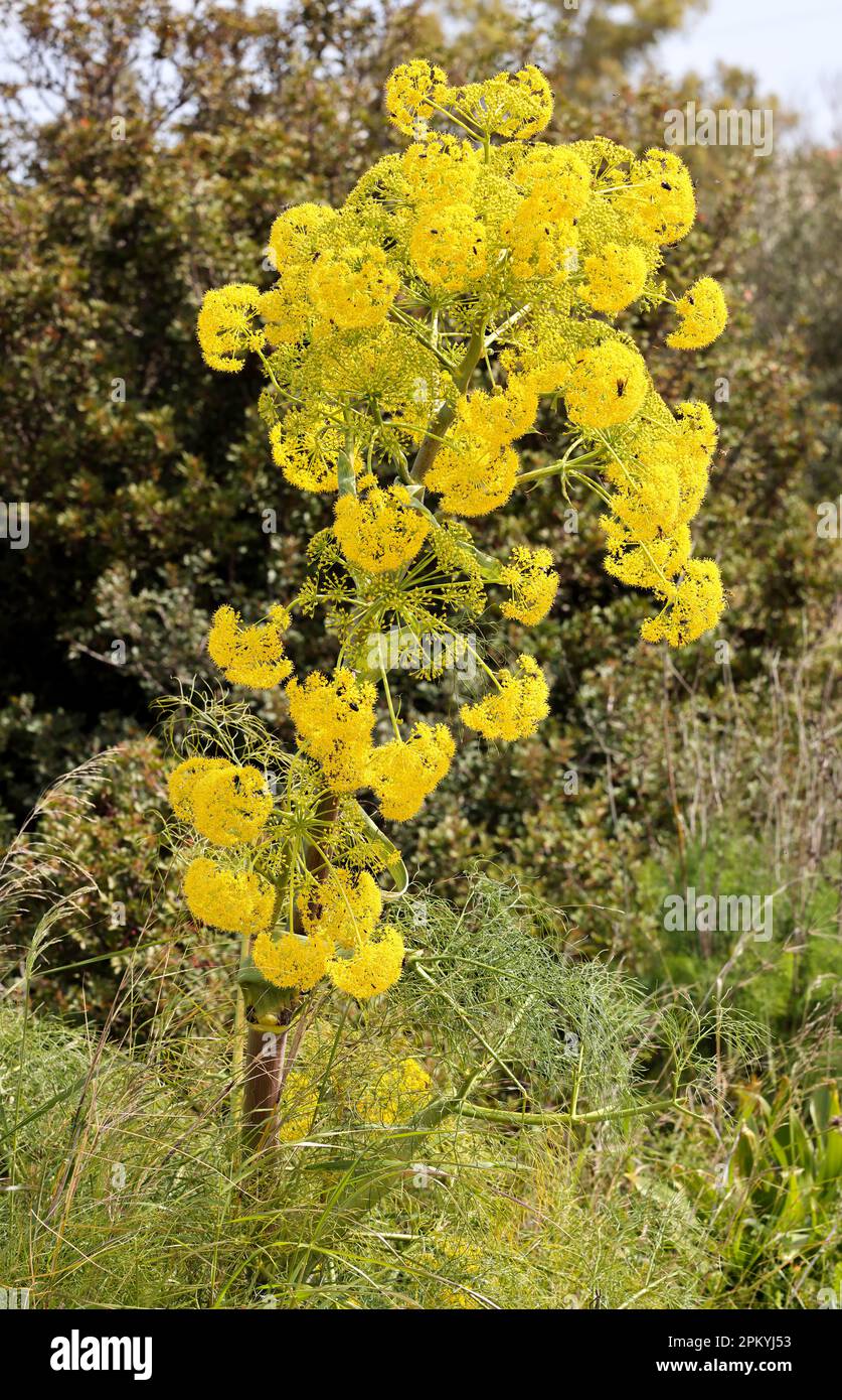 Giant fennel flowering Stock Photo