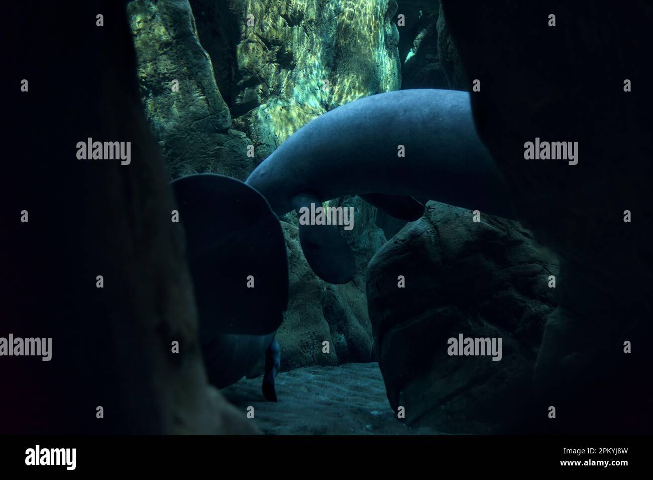 Manatees swimming in an aquarium Stock Photo - Alamy