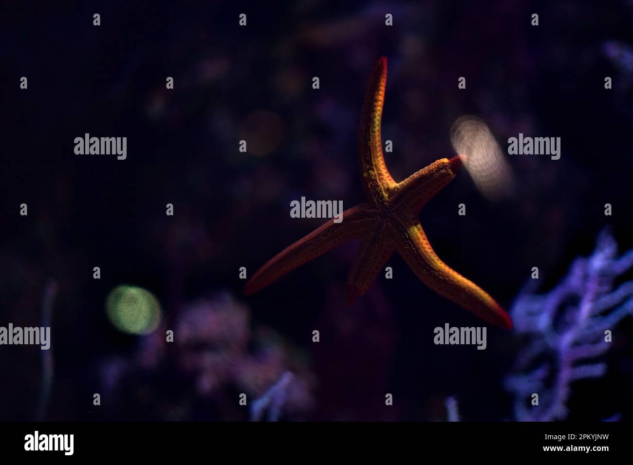 Starfish in the tank of an aquarium seen up close Stock Photo Alamy