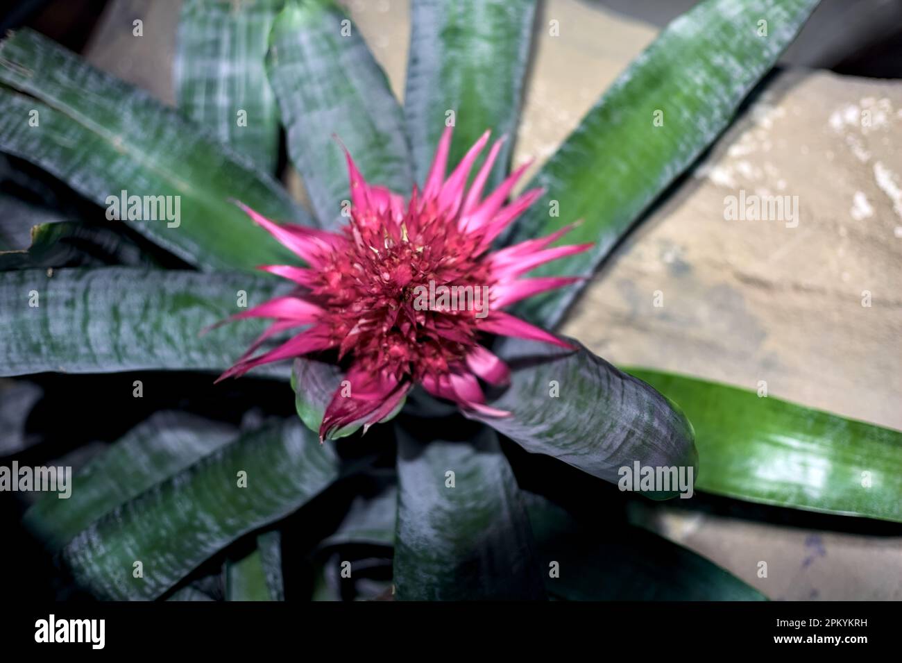 Aechmea  in bloom in a terrarium seen from above Stock Photo