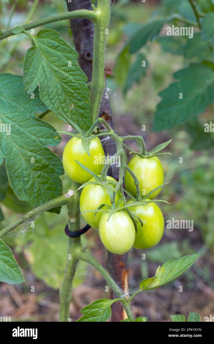 Green tomatoes growing on a bush of an elongated shape. Growing vegetables in the garden. Stock Photo